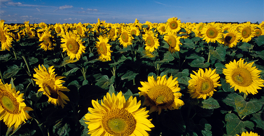 ��˹��--ȫ�����ݻ�����Ϸƽ̨